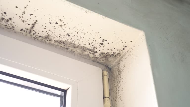 Best Attic Mold Removal  in Alvarado, TX